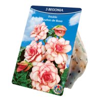 Virághagyma Begónia 'Bouton de Rose' 3db/csomag rózsaszín