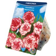 Virághagyma Begónia 'Marmorata' 3db/csomag