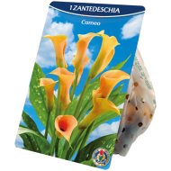 Virághagyma Kála 1db/csomag narancs szín