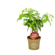 Tamarind cs:13cm Tamarindus indica