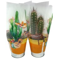 Kaktusz mix cs:9,5cm