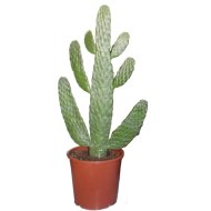 Kaktusz cs:17cm Opuntia consolea