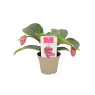 Pompás medinilla Candy cs:14cm Medinilla magnifica
