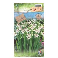 Abesszín kardvirág virághagyma 8db/csomag fehér