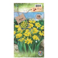 Aranysárga hagyma virághagyma 'Molly' 15db/csomag