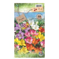 Frézia virághagyma mix 10db/csomag