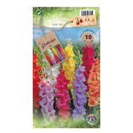 Kardvirág mix virághagyma 10db/csomag