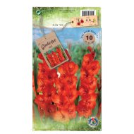 Kardvirág virághagyma 10db/csomag piros