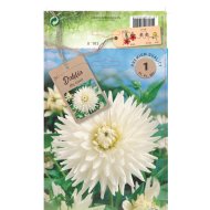 Dália kaktuszvirágú virághagyma 1db/csomag fehér