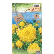 Dália 'Deco' virághagyma 1db/csomag sárga