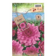 Dália 'Deco' virághagyma 1db/csomag rózsaszín