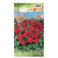 Dália 'Topmix' virághagyma 1db/csomag piros