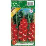 Virághagyma Kardvirág Traderhorn piros