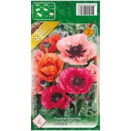 VH Díszpipacs színkeverék 4db/cs