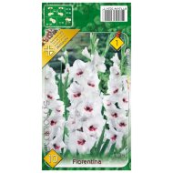 Virághagyma kardvirág Fiorentina fehér-piros