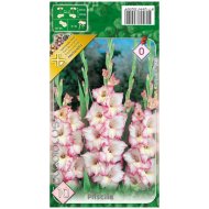 Virághagyma kardvirág Priscilla rózsaszín 10db/cs