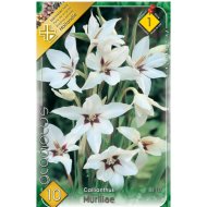 Virághagyma kardvirág Muriliae fehér-piros 10db/cs