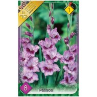Virághagyma kardvirág 'Passos' 8db/csomag lila