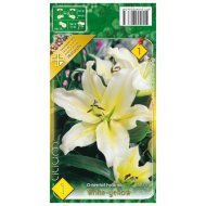 Virághagyma liliom 1db/csomag fehér- sárga