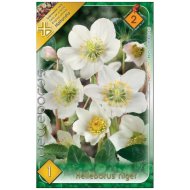 Virághagyma hunyor 1db/csomag fehér