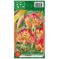 Virághagyma liliom fusion piros-sárga 1db/cs