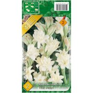 Virághagyma tubarózsa fehér 2db/cs