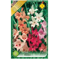 Virághagyma kardvirág Nanus színkeverék 8db/cs