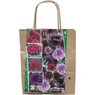Virághagyma Dália 'Purple Magic' 4db/csomag lila mix papírtáskában