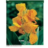 Virághagyma kánna sárga-piros