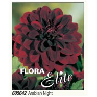 Virághagyma dália Arabian Night bordó