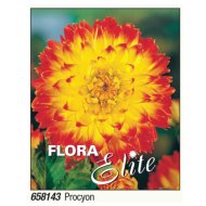 Virághagyma dália Procyon sárga-piros