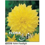 Virághagyma dália Kelvin Floodlight sárga nagyvirágú