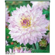 Virághagyma dália Crazy Love lila-fehér