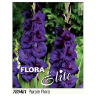 Virághagyma kardvirág Purple Flora kékeslila