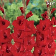 VH KARDVIRÁG 50DB/CSOMAG PIROS