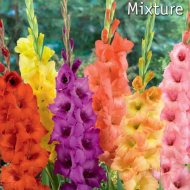 VH KARDVIRÁG MIX 50DB/CSOMAG SZÍNKEVERÉK