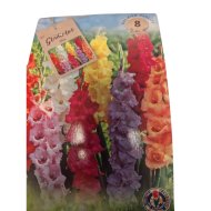 Kardvirág mix virághagyma 10db/csomag