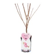 Díszcseresznye bokros cs:21cm Prunus sp.