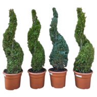 Spirál örökzöld mix cs:26cm