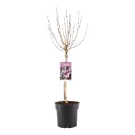 Törpe orgona törzses cs:19cm Syringa meyeri