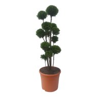 Tuja Pom-pom 120cm