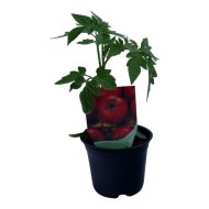 Paradicsompalánta cs:9cm