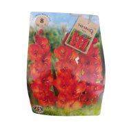 Kardvirág virághagyma 10db/csomag piros