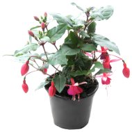 Fukszia cs:11cm Fuchsia hybrida