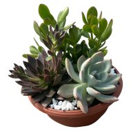 Szukkulens mix tál cs:23cm
