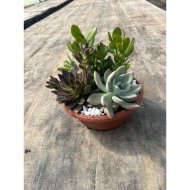 Szukkulens mix tál cs:27cm