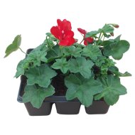 Félfutó muskátli 6-os kiszerelésben Pelargonium peltatum