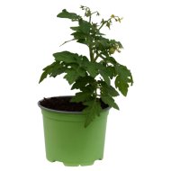 Paradicsompalánta Tigerella cs:12cm Solanum lycopersicum