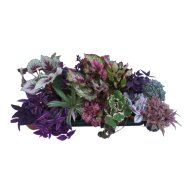 Szobanövény mix cs:12cm színes levelű fajták