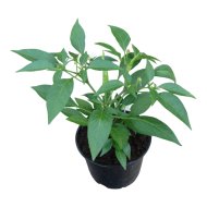 Paprikapalánta étkezési paprika cs:9cm